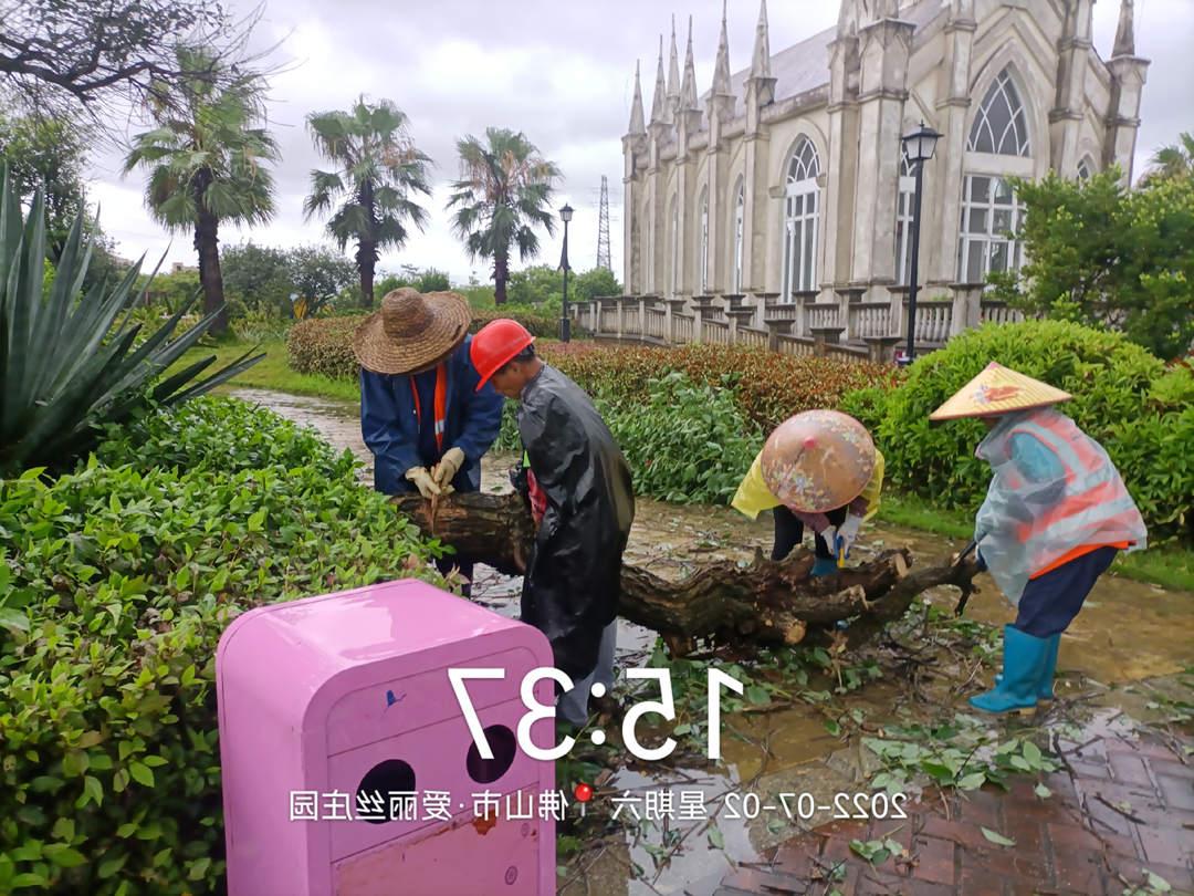 菲律宾网赌合法平台工人正在清理树木